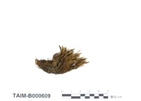 藏品(黃色白齒苔)的圖片